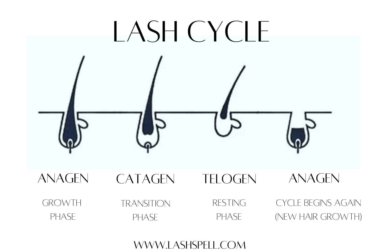 Lash Cycles 101